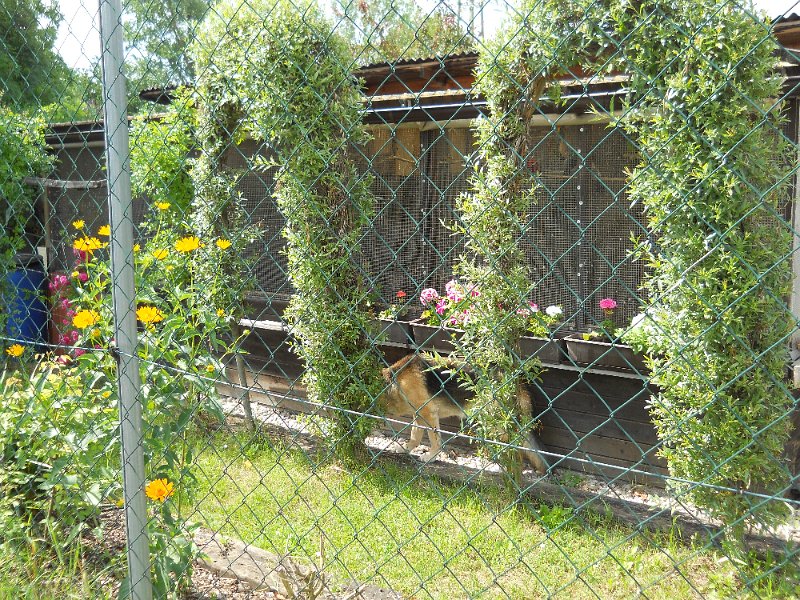 2012 Voliere im Sommer DSCN1152.JPG